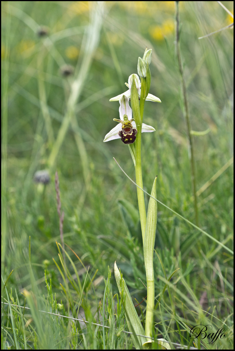 Ophrys apifera var.aurita